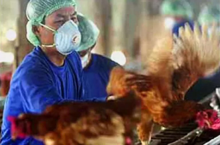 Russia Reports First Human Cases Of H5N8 Bird Flu - BNO News