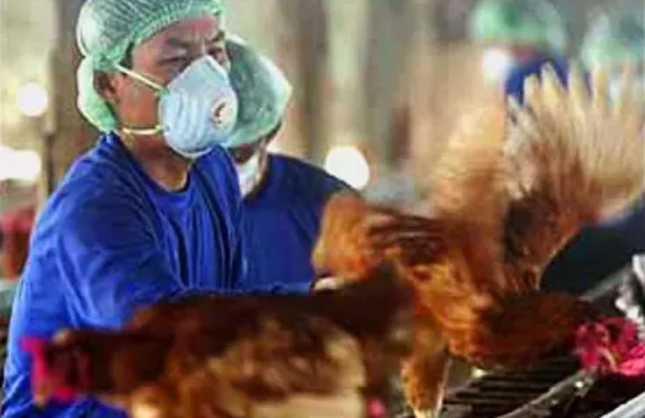 Russia reports first case of H5N8 bird flu