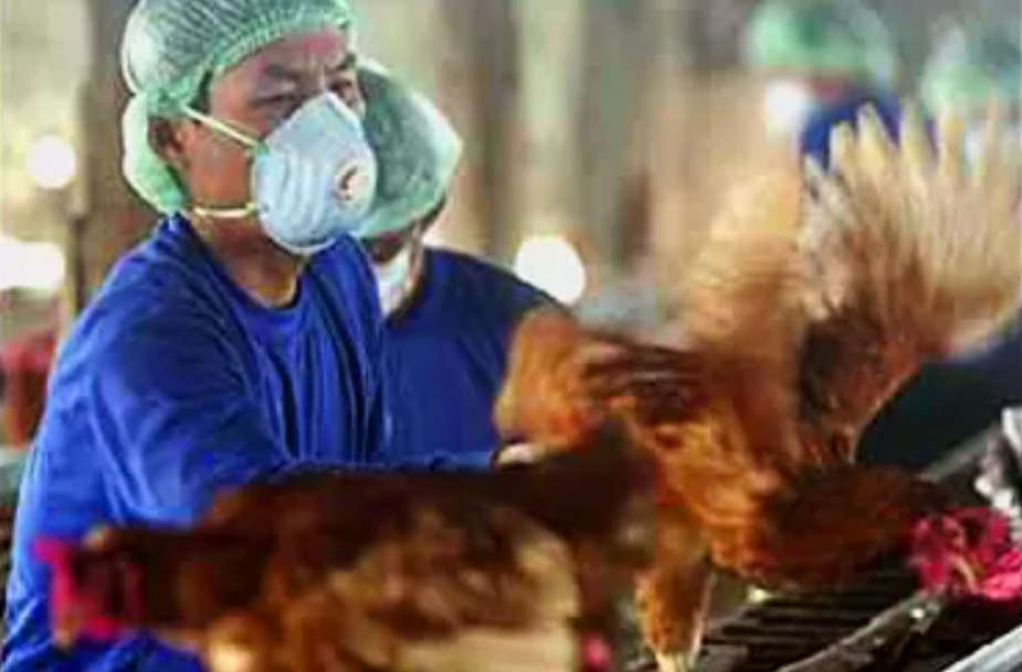 Russia reports first human cases of H5N8 bird flu - BNO News
