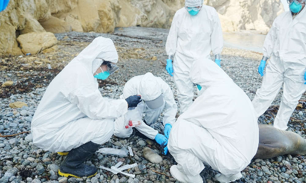 Nearly 3,500 sea lions in Peru die of H5N1 bird flu