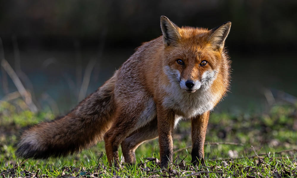 Las nutrias marinas, los leones marinos y los zorros rojos han dado positivo por el virus de la influenza aviar H5N1