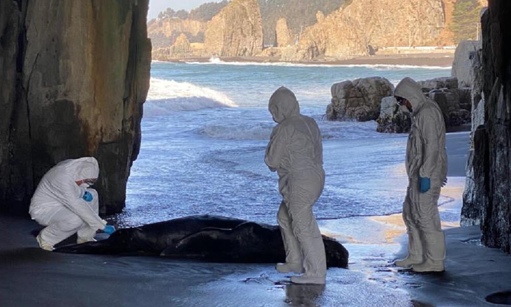 Ponad 3300 lwów morskich zmarło w Chile z powodu wirusa ptasiej grypy H5N1