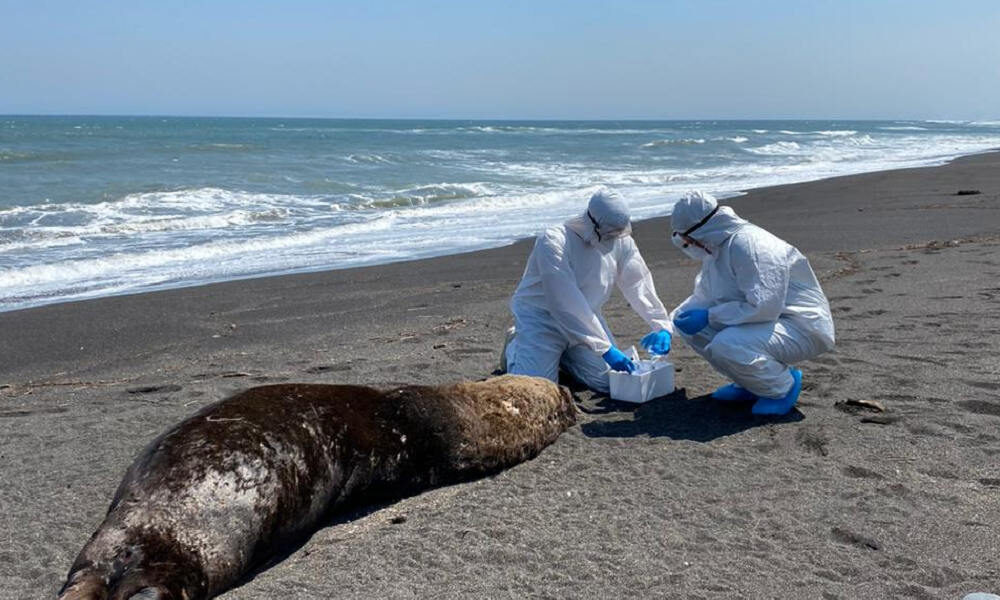 En Chile mueren más de 1.500 lobos marinos por gripe aviar H5N1