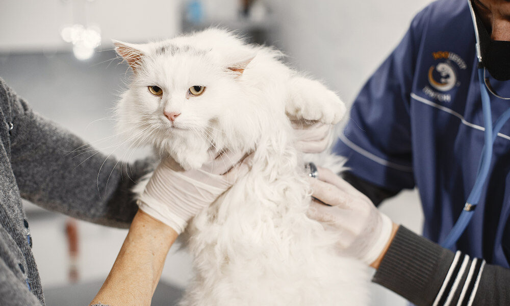 Co najmniej 9 kotów zmarło w Polsce z powodu wirusa ptasiej grypy H5N1