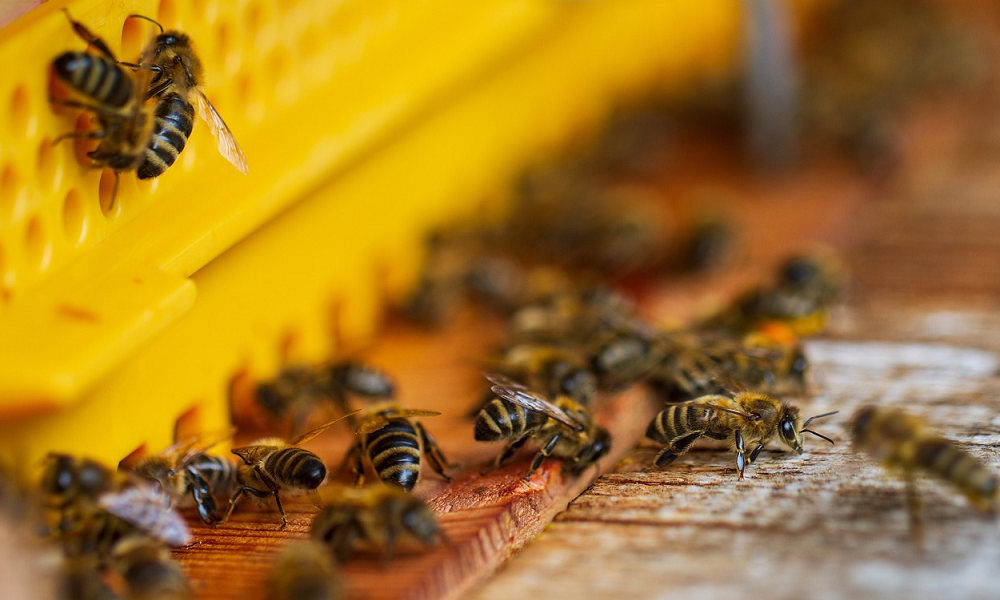 The Kentucky Bee Man